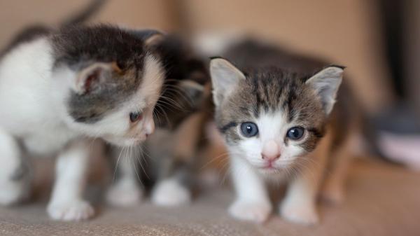 Los expertos advierten: “Una sola gata sin esterilizar puede tener más de 200 gatitos en toda su vida” - La esterilización ya es obligatoria: así la regula la Ley de Bienestar Animal
