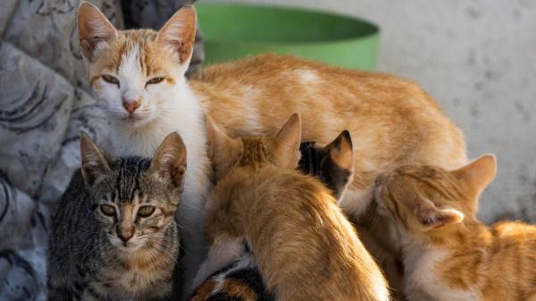 Los expertos advierten: “Una sola gata sin esterilizar puede tener más de 200 gatitos en toda su vida” - La razón por la que una sola gata puede tener cientos de gatitos a lo largo de su vida