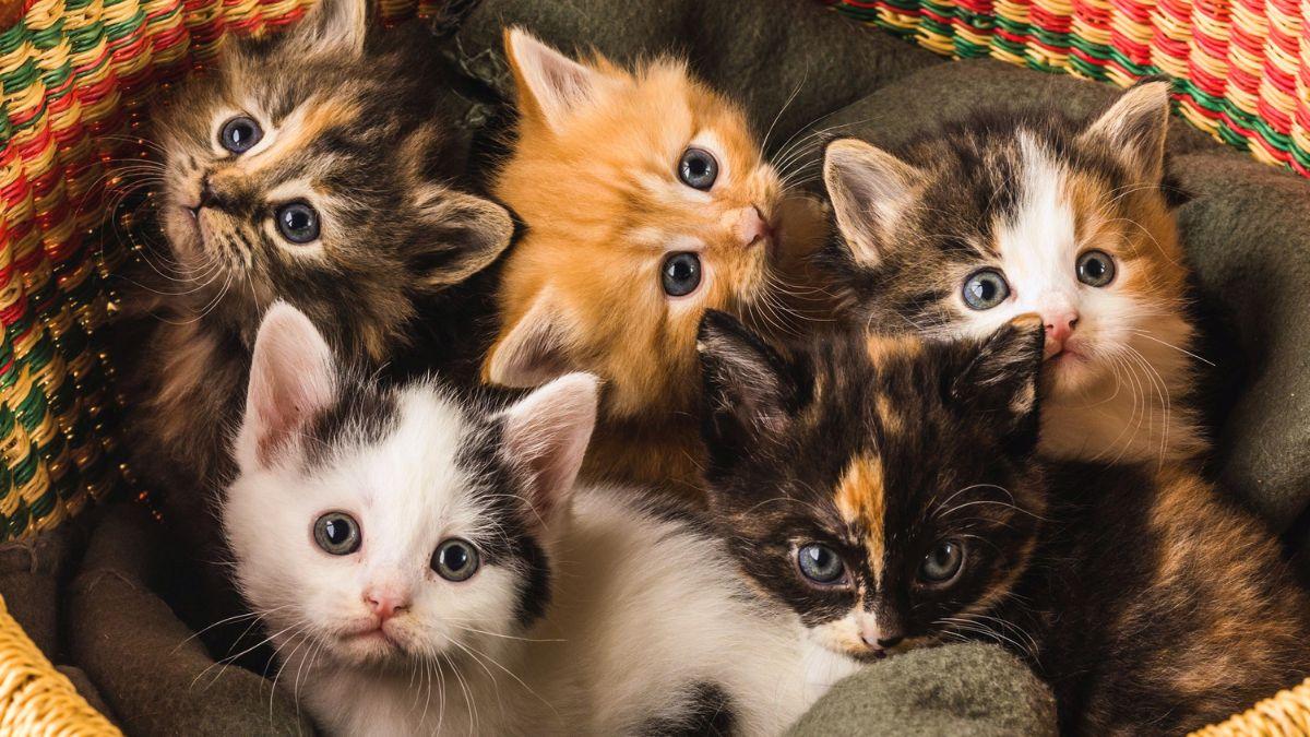 Los expertos advierten: “Una sola gata sin esterilizar puede tener más de 200 gatitos en toda su vida”