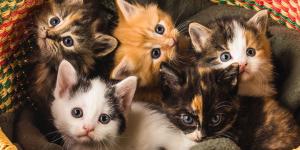 Los expertos advierten: “Una sola gata sin esterilizar puede tener más de 200 gatitos en toda su vida”