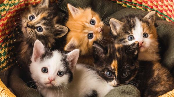 Los expertos advierten: “Una sola gata sin esterilizar puede tener más de 200 gatitos en toda su vida”