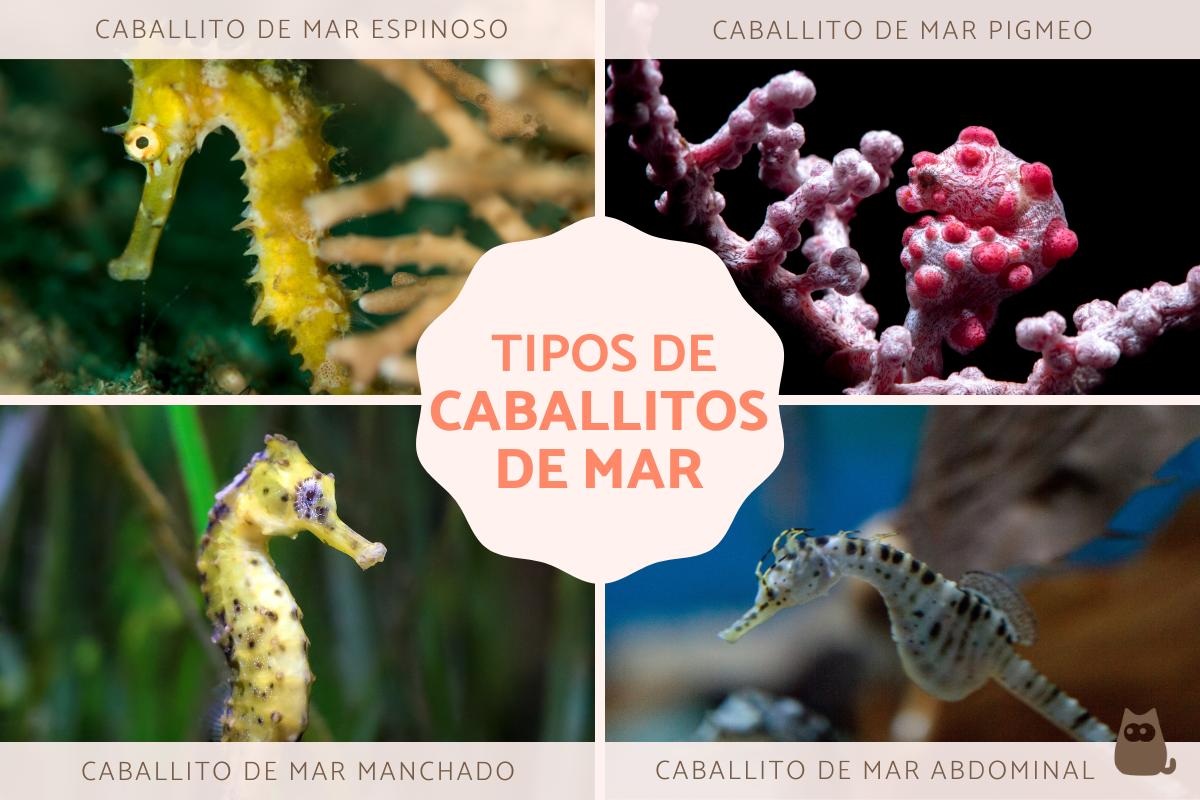 Tipos de caballitos de mar