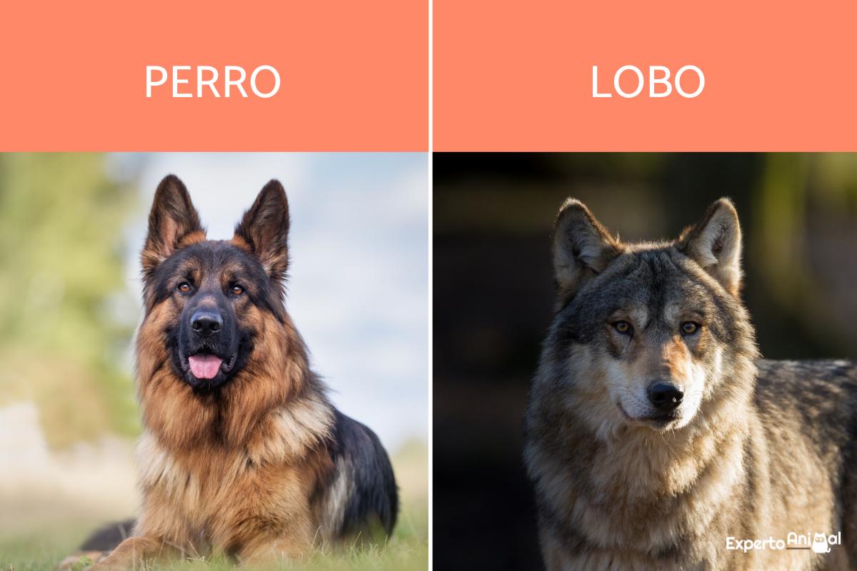 Diferencias entre lobos y perros
