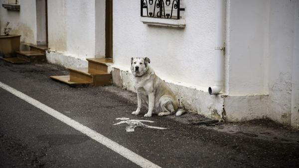 Os y Lluna, los dos perros mayores que buscan una familia para no separarse después de 12 años juntos: “No merecen acabar así” - El reto de las protectoras en España: encontrar familia para los perros mayores que nadie pregunta