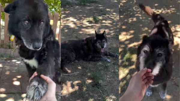 Os y Lluna, los dos perros mayores que buscan una familia para no separarse después de 12 años juntos: “No merecen acabar así” - Os y Lluna llevan toda una vida juntos: por qué separarlos ahora podría aumentar su estrés