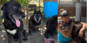 Os y Lluna, los dos perros mayores que buscan una familia para no separarse después de 12 años juntos: “No merecen acabar así”