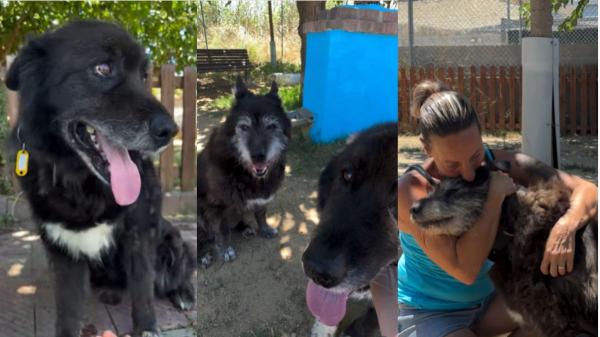 Os y Lluna, los dos perros mayores que buscan una familia para no separarse después de 12 años juntos: “No merecen acabar así”