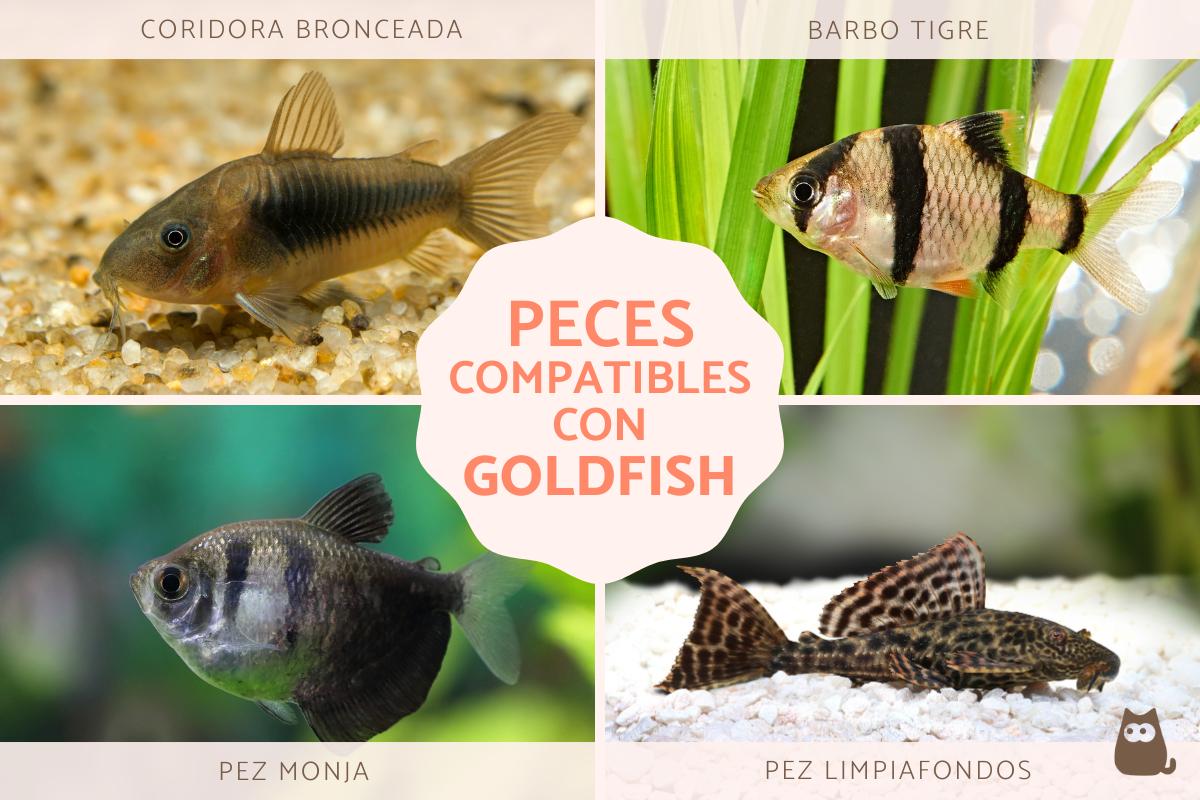 Peces compatibles con goldfish