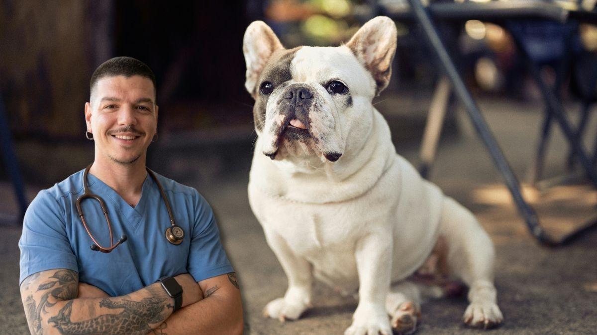 Adrián Conde, veterinario: “Los perros de morro chato tienen más problemas de salud y esto es por culpa del humano”
