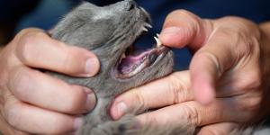 Estomatitis en gatos: causas, síntomas y tratamiento