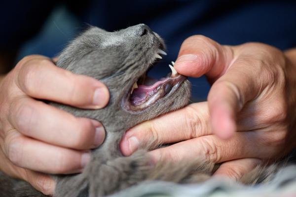 Estomatitis en gatos: causas, síntomas y tratamiento