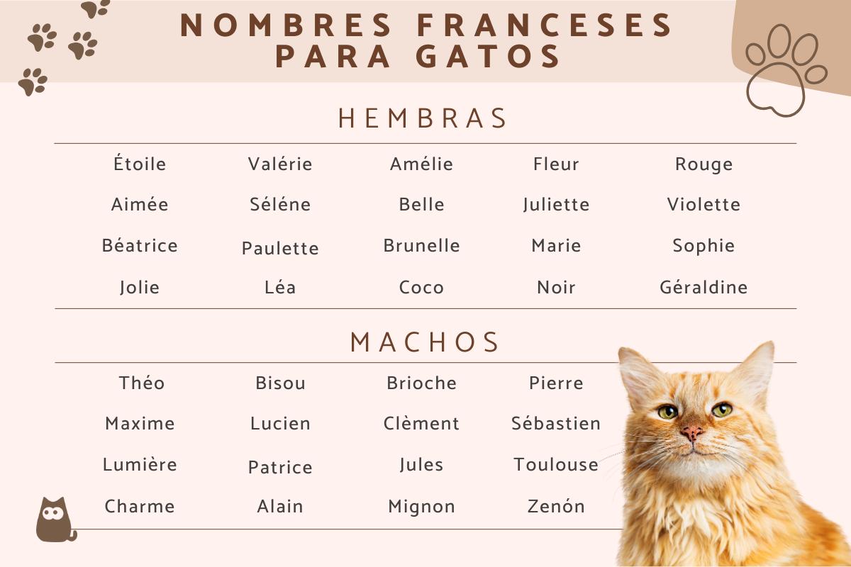 Nombres en francés para gatos