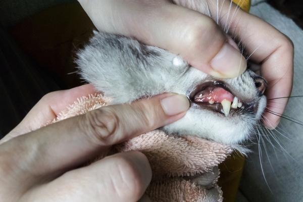 Estomatitis en gatos: causas, síntomas y tratamiento - ¿Qué es la estomatitis en gatos?