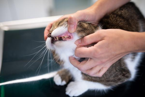 Estomatitis en gatos: causas, síntomas y tratamiento - Síntomas de estomatitis en gatos