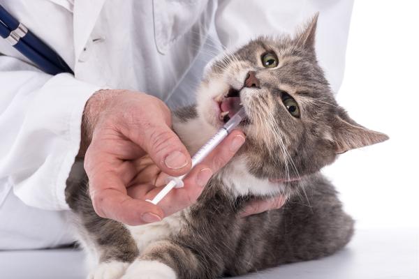 Estomatitis en gatos: causas, síntomas y tratamiento - Tratamiento de la estomatitis en gatos