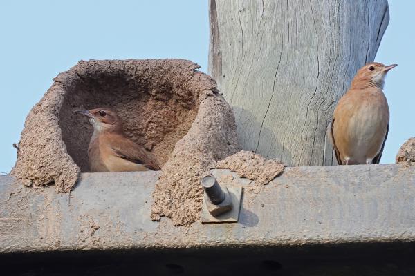 Nido de hornero: cómo lo construye y por qué es único - ¿Cómo construye el hornero su nido?