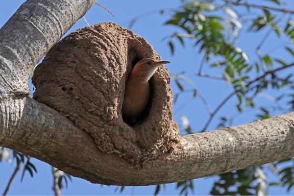 Nido de hornero: cómo lo construye y por qué es único - ¿Cómo es el nido del hornero?