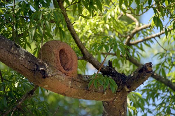 Nido de hornero: cómo lo construye y por qué es único - ¿Dónde construye el nido el hornero?