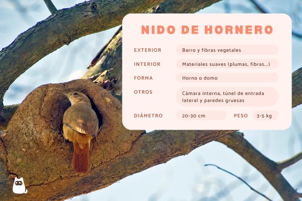Nido de hornero: cómo lo construye y por qué es único
