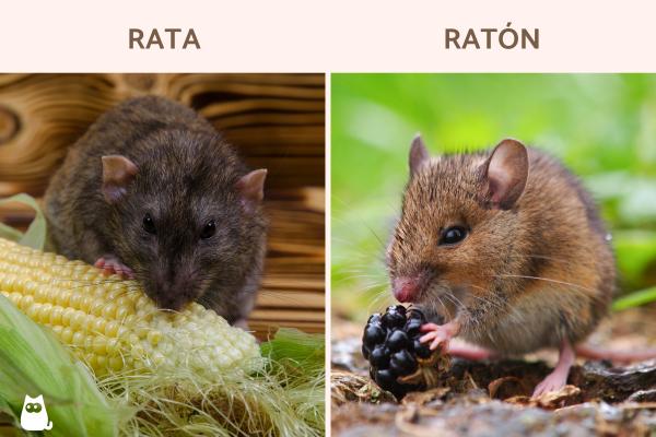 Diferencias entre rata y ratón - ¿Qué comen las ratas y los ratones?