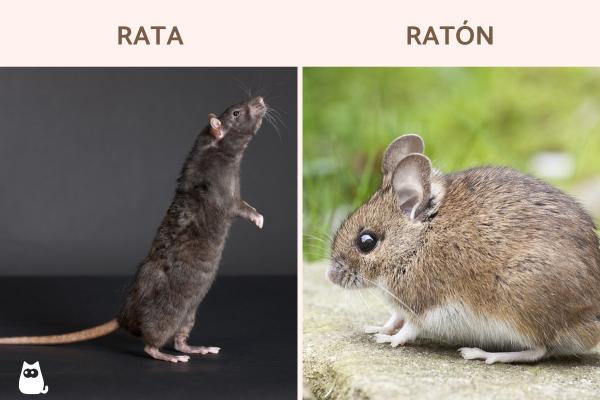 Diferencias entre rata y ratón - ¿Qué otras diferencias físicas hay entre rata y ratón?