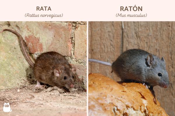 Diferencias entre rata y ratón - ¿Rata y ratón son lo mismo?