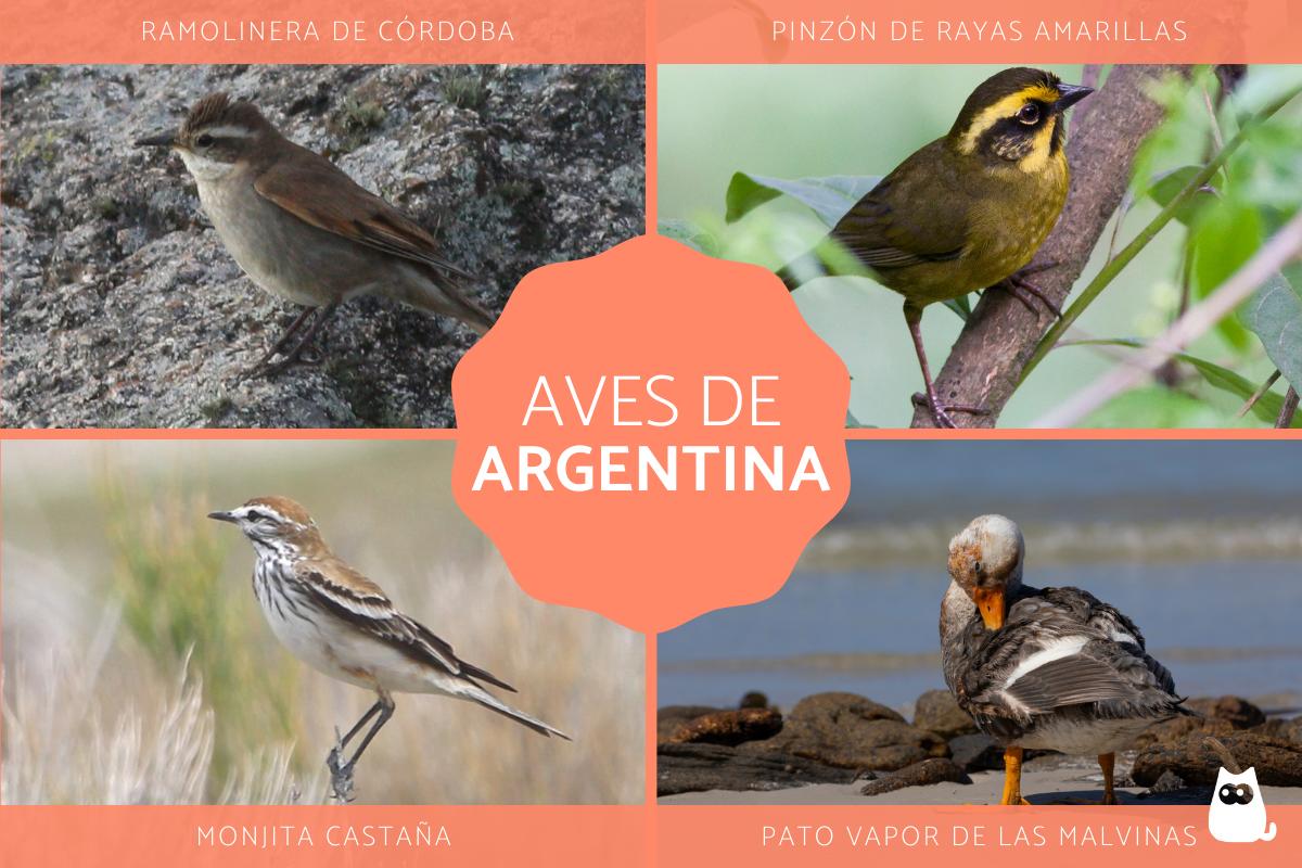 Aves de Argentina