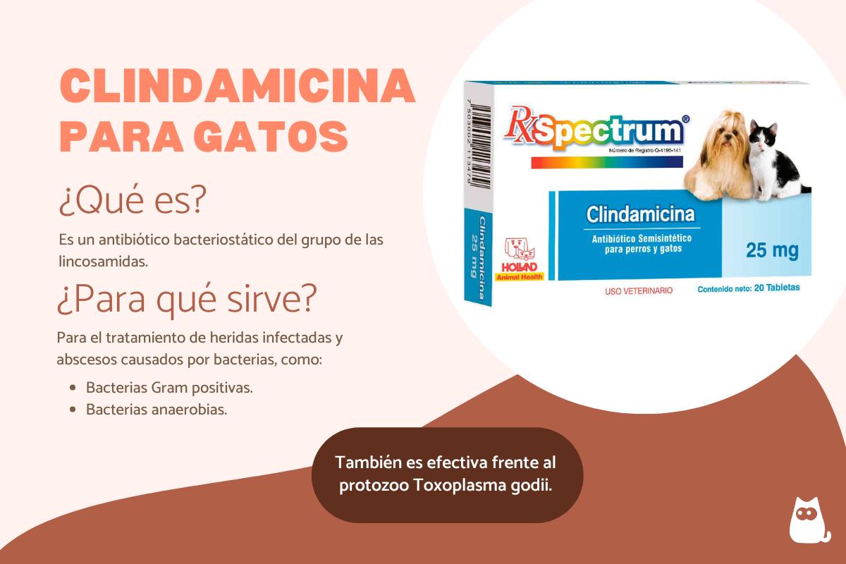 Clindamicina para gatos: dosis, usos y efectos secundarios