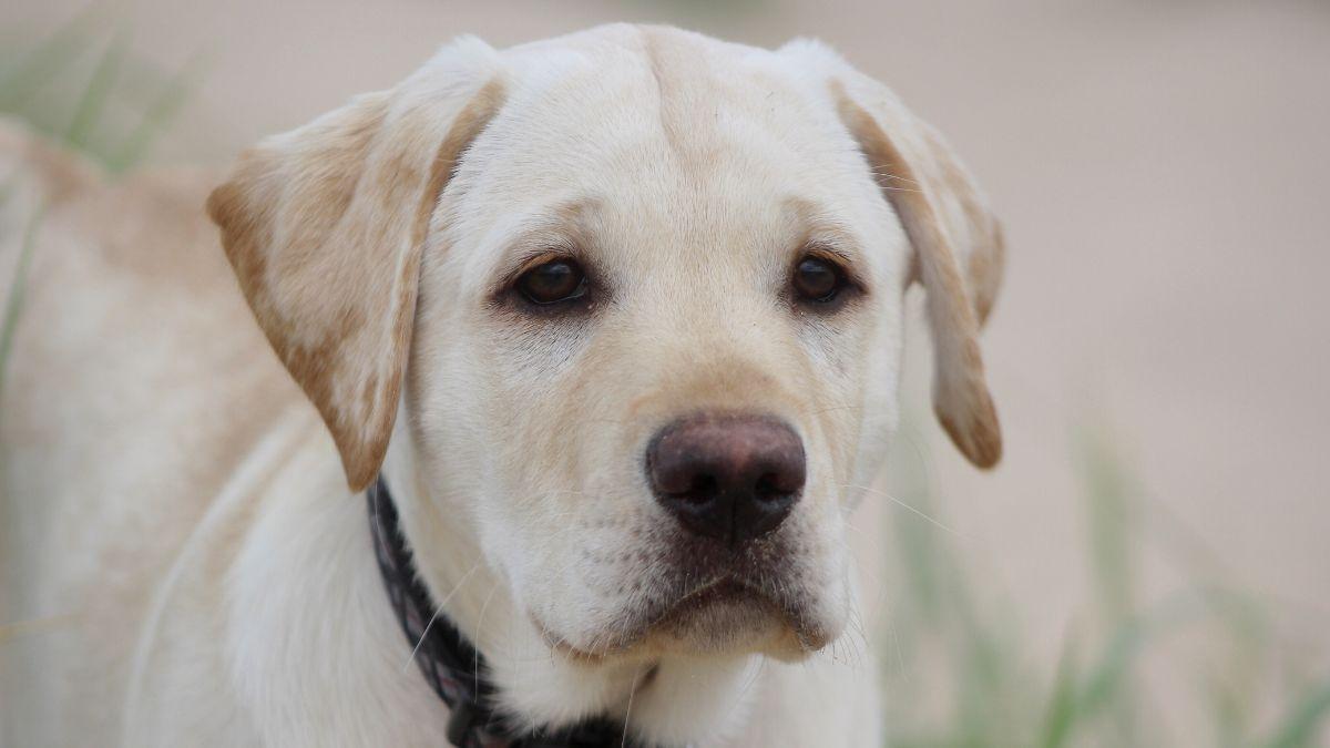 La Ley de Bienestar Animal lo deja claro: los responsables de perros y gatos están obligados a responder por los daños o molestias que causen a personas, animales o cosas
