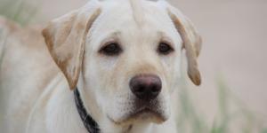 La Ley de Bienestar Animal lo deja claro: los responsables de perros y gatos están obligados a responder por los daños o molestias que causen a personas, animales o cosas