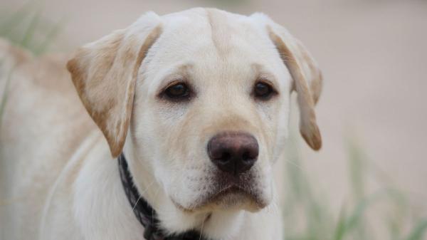 La Ley de Bienestar Animal lo deja claro: los responsables de perros y gatos están obligados a responder por los daños o molestias que causen a personas, animales o cosas