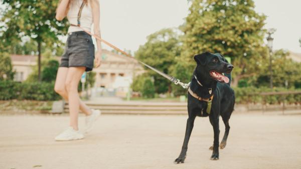 La Ley de Bienestar Animal lo deja claro: los responsables de perros y gatos están obligados a responder por los daños o molestias que causen a personas, animales o cosas - No basta con responder por los daños: la responsabilidad empieza antes del accidente