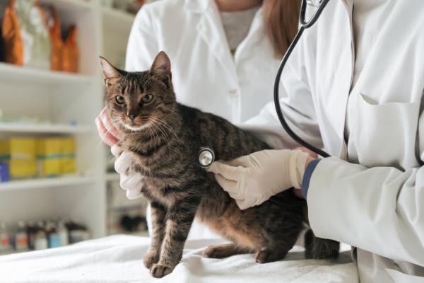Clindamicina para gatos: dosis, usos y efectos secundarios - Precauciones y contraindicaciones de la clindamicina en gatos