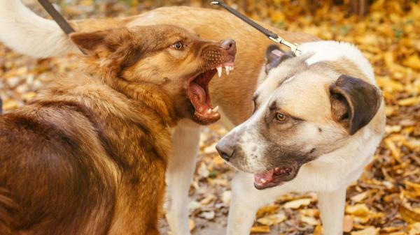 La Ley de Bienestar Animal lo deja claro: los responsables de perros y gatos están obligados a responder por los daños o molestias que causen a personas, animales o cosas - Que el perro se escape no evita que su responsable responda por los daños causados