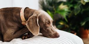 A mi perro le dan espasmos despierto, ¿por qué y qué conviene hacer?