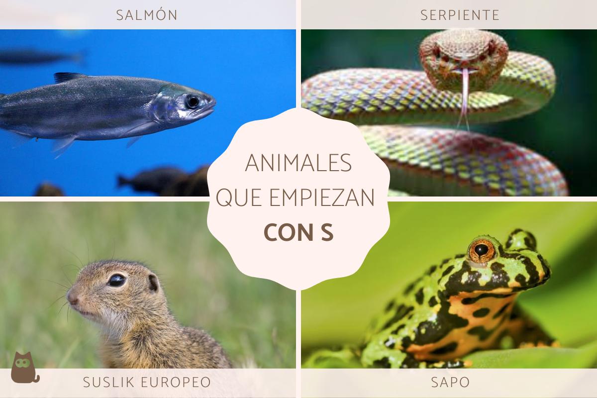 Animales que empiezan por S