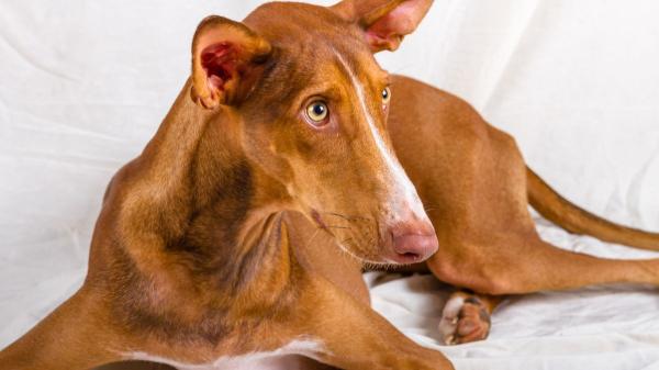 María VetiCan, veterinaria, sobre el podenco: “Es un perro alegre, muy fiel y devoto de su familia si se le da afecto, pero también activo y algo desconfiado” - Cepillado, desparasitación y revisiones: los cuidados que necesita el podenco