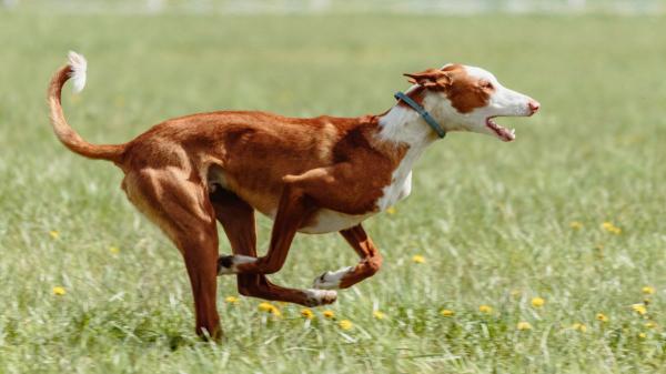 María VetiCan, veterinaria, sobre el podenco: “Es un perro alegre, muy fiel y devoto de su familia si se le da afecto, pero también activo y algo desconfiado” - El ejercicio no es suficiente: el podenco también necesita utilizar su olfato