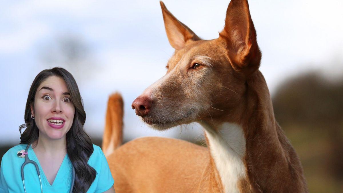 María VetiCan, veterinaria, sobre el podenco: “Es un perro alegre, muy fiel y devoto de su familia si se le da afecto, pero también activo y algo desconfiado”