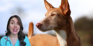 María VetiCan, veterinaria, sobre el podenco: “Es un perro alegre, muy fiel y devoto de su familia si se le da afecto, pero también activo y algo desconfiado”
