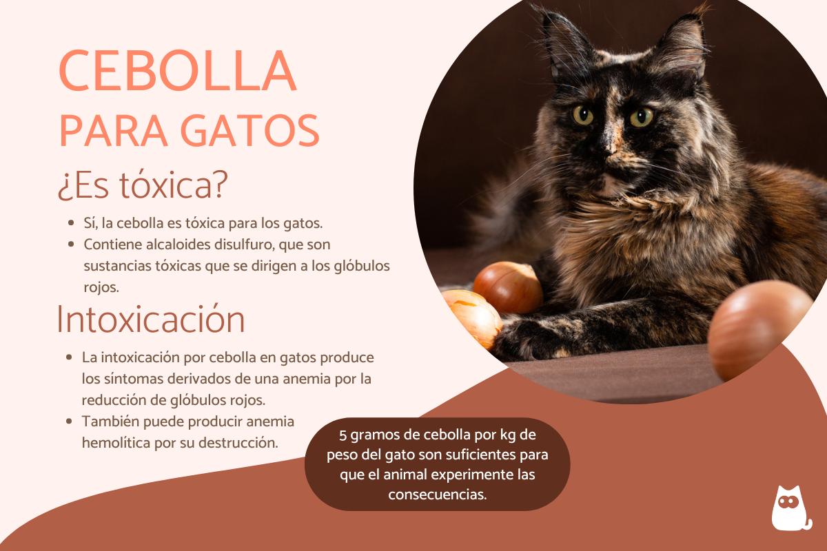 ¿Los gatos pueden comer cebolla?
