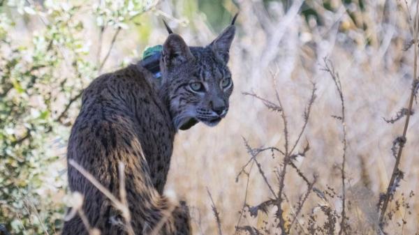 Uraclio, el único lince ibérico asentado en Madrid, está en peligro: así es la campaña para salvarlo (y cómo puedes ayudar) - El retorno del lince a Madrid podría estar en peligro