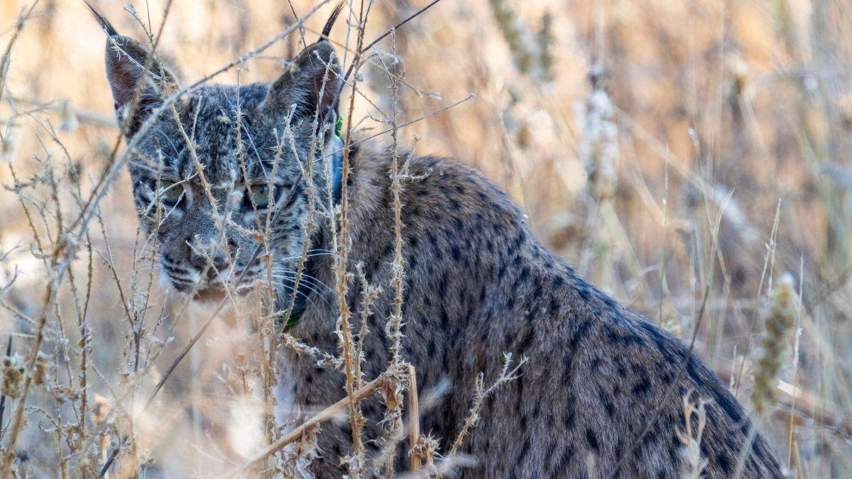 Uraclio, el único lince ibérico asentado en Madrid, está en peligro: así es la campaña para salvarlo (y cómo puedes ayudar)