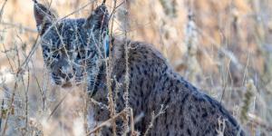 Uraclio, el único lince ibérico asentado en Madrid, está en peligro: así es la campaña para salvarlo (y cómo puedes ayudar)