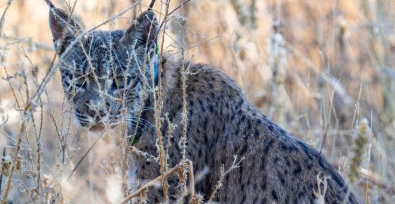 Uraclio, el único lince ibérico asentado en Madrid, está en peligro: así es la campaña para salvarlo (y cómo puedes ayudar)