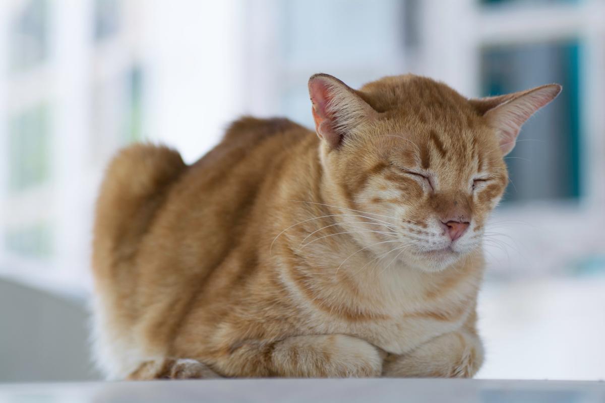 ¿Cómo saber si un gato tiene fiebre sin termómetro?