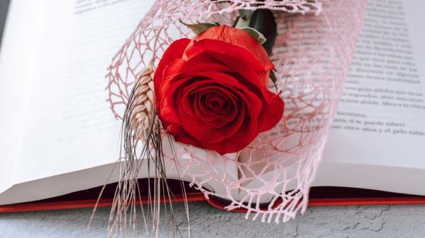 Estas plantas que regalas en Sant Jordi son peligrosas para tu perro o gato - El peligro oculto de la espiga de trigo para las mascotas