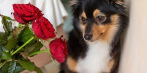 Estas plantas que regalas en Sant Jordi son peligrosas para tu perro o gato