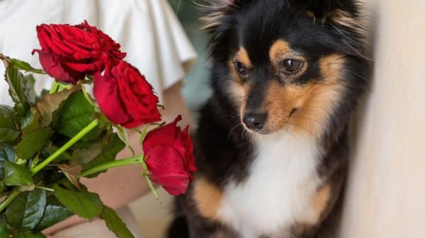Estas plantas que regalas en Sant Jordi son peligrosas para tu perro o gato