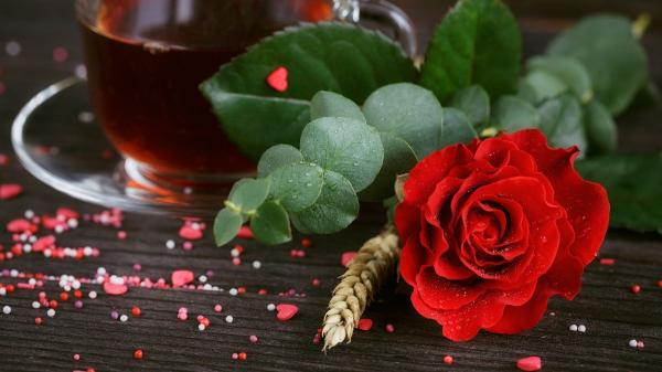 Estas plantas que regalas en Sant Jordi son peligrosas para tu perro o gato - Eucalipto: la planta más problemática de los ramos de Sant Jordi